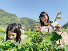 <b>抱负华莱 茶养人生</b>